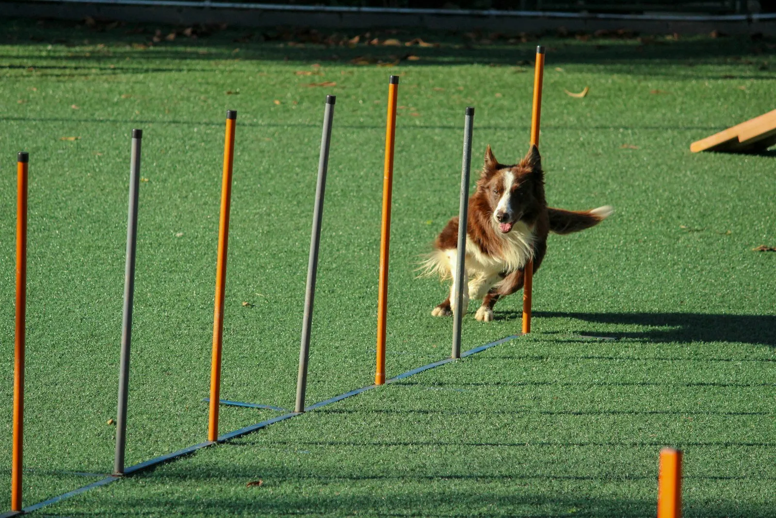 Dog weaving through agility poles on a training field