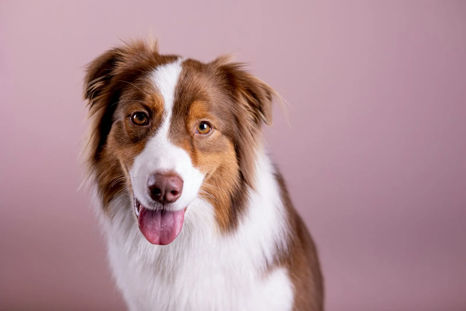 Happy Australian Shepherd with its tongue out on a pink backdrop