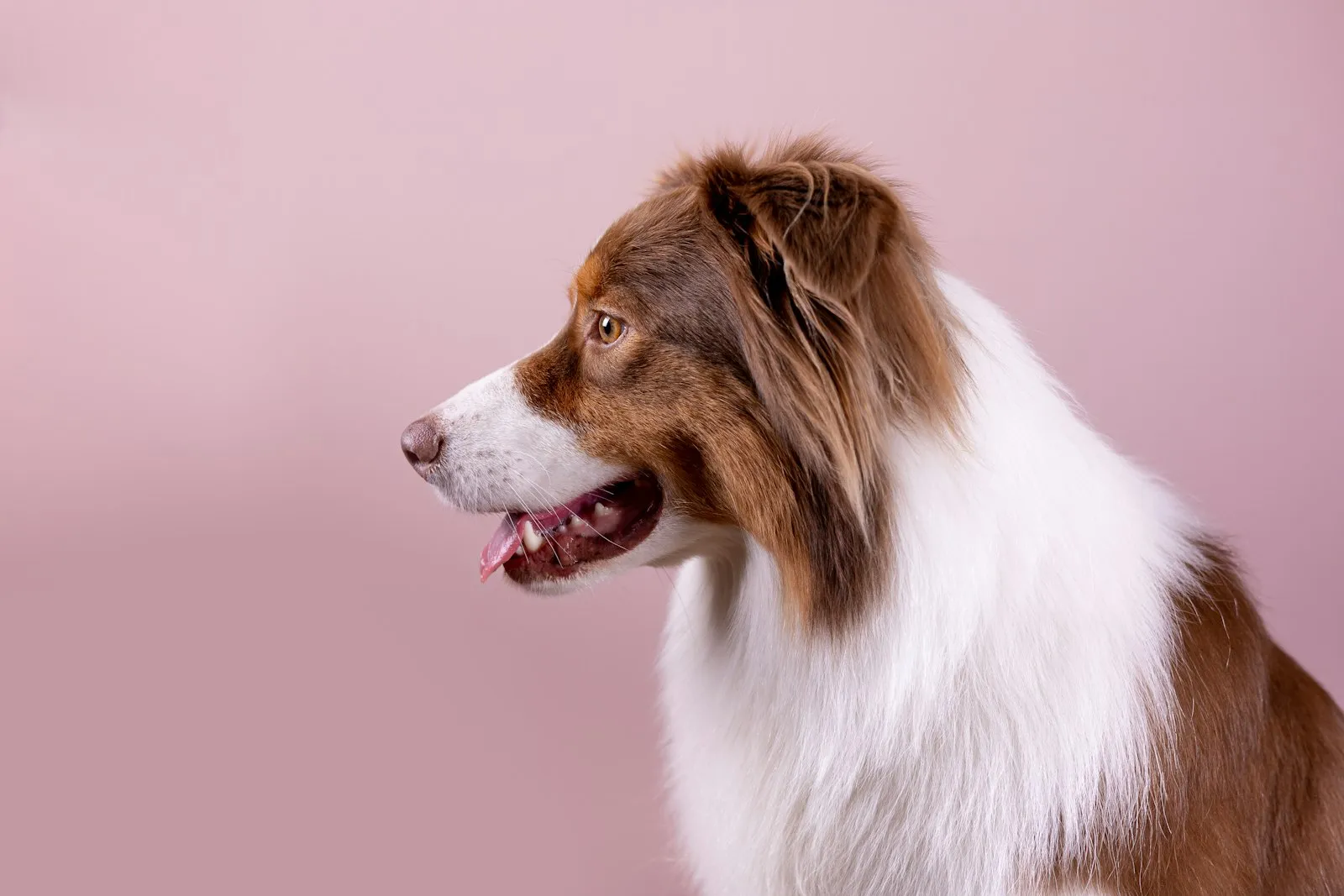 Australian Shepherd in profile against a pink backdrop