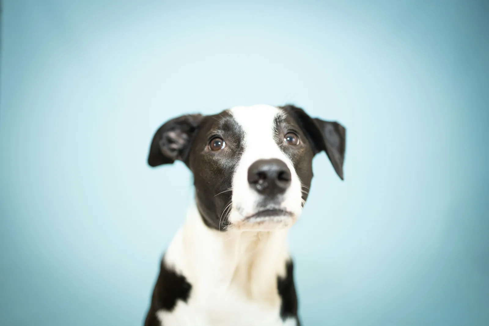 Black and white dog looking up against a pale blue backdrop