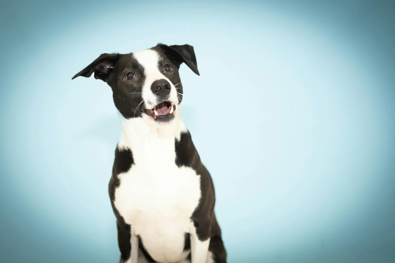 Black and white dog sitting attentively against a pale blue backdrop