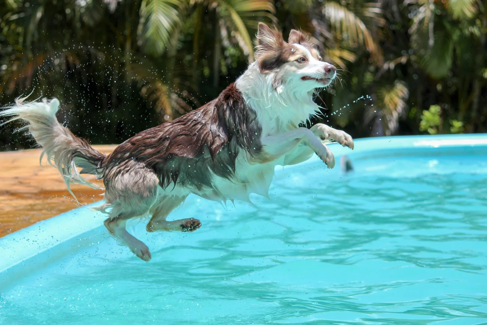 Border Collie leaping into a swimming pool