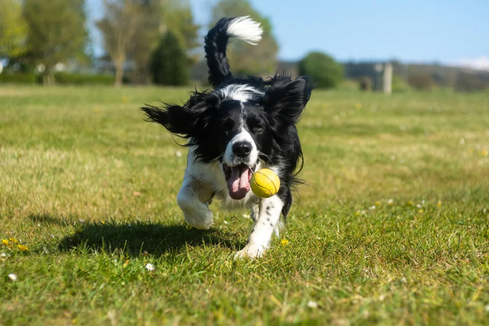 Border Collie running across a field with a ball in its mouth