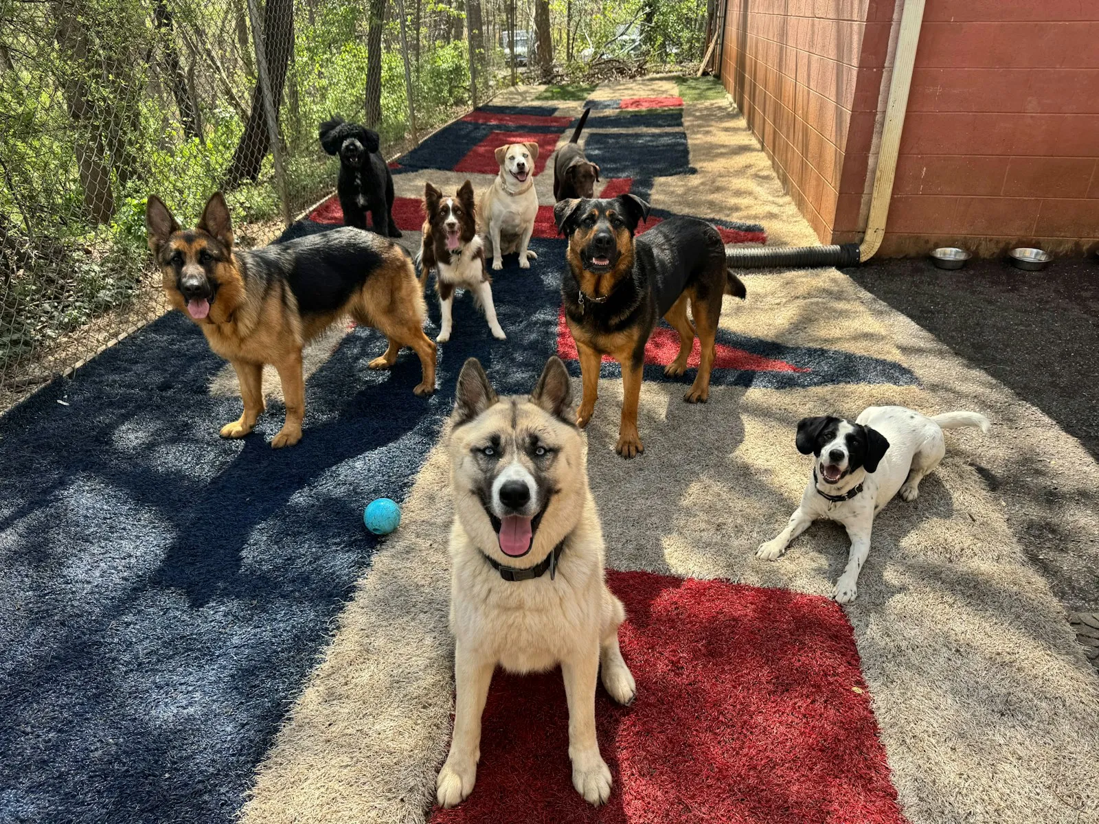 Group of happy dogs together in a fenced daycare yard