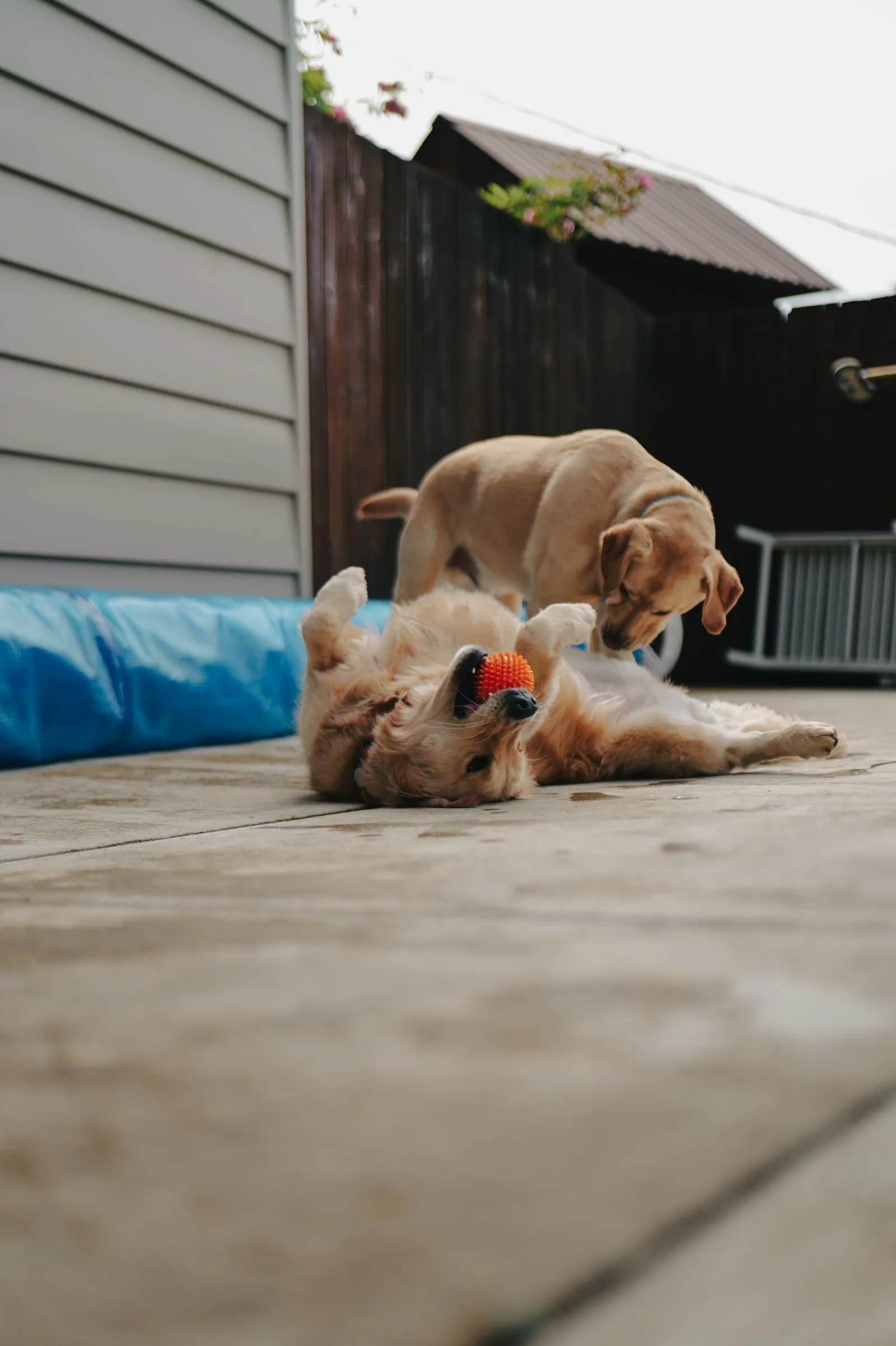 Two dogs playing with a ball at dog daycare
