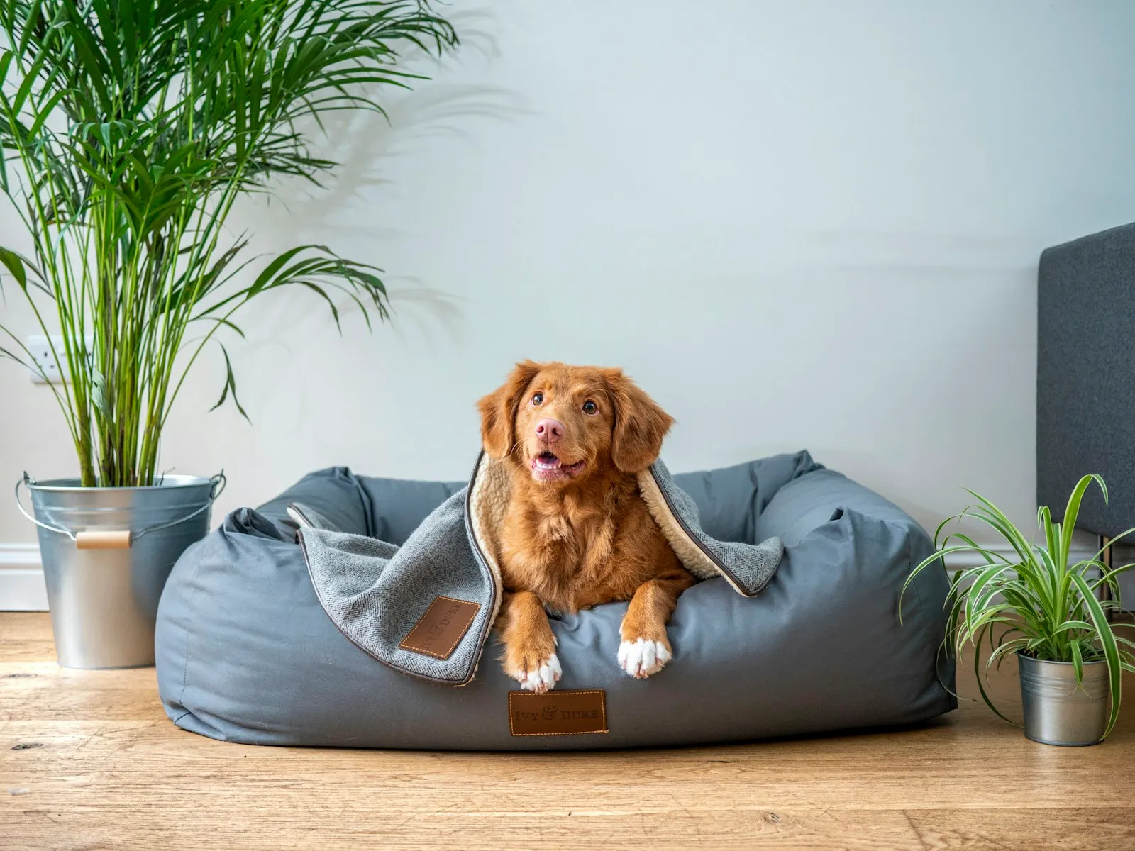 Dog resting in a cosy grey dog bed