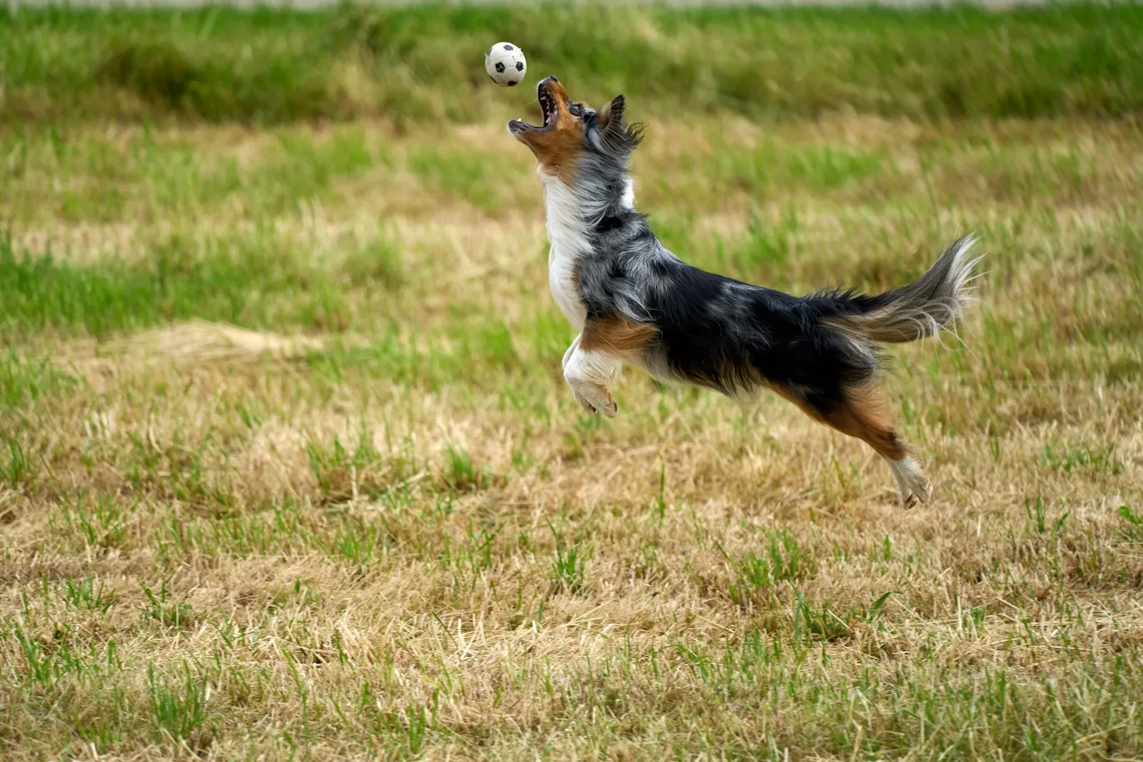 Dog leaping to catch a ball in a grassy field