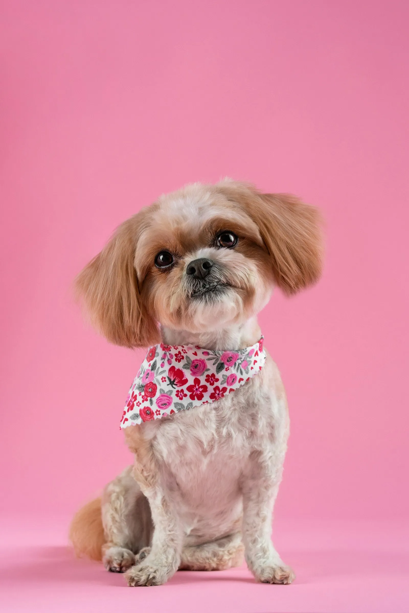 Freshly groomed small dog in a floral bandana on a pink backdrop
