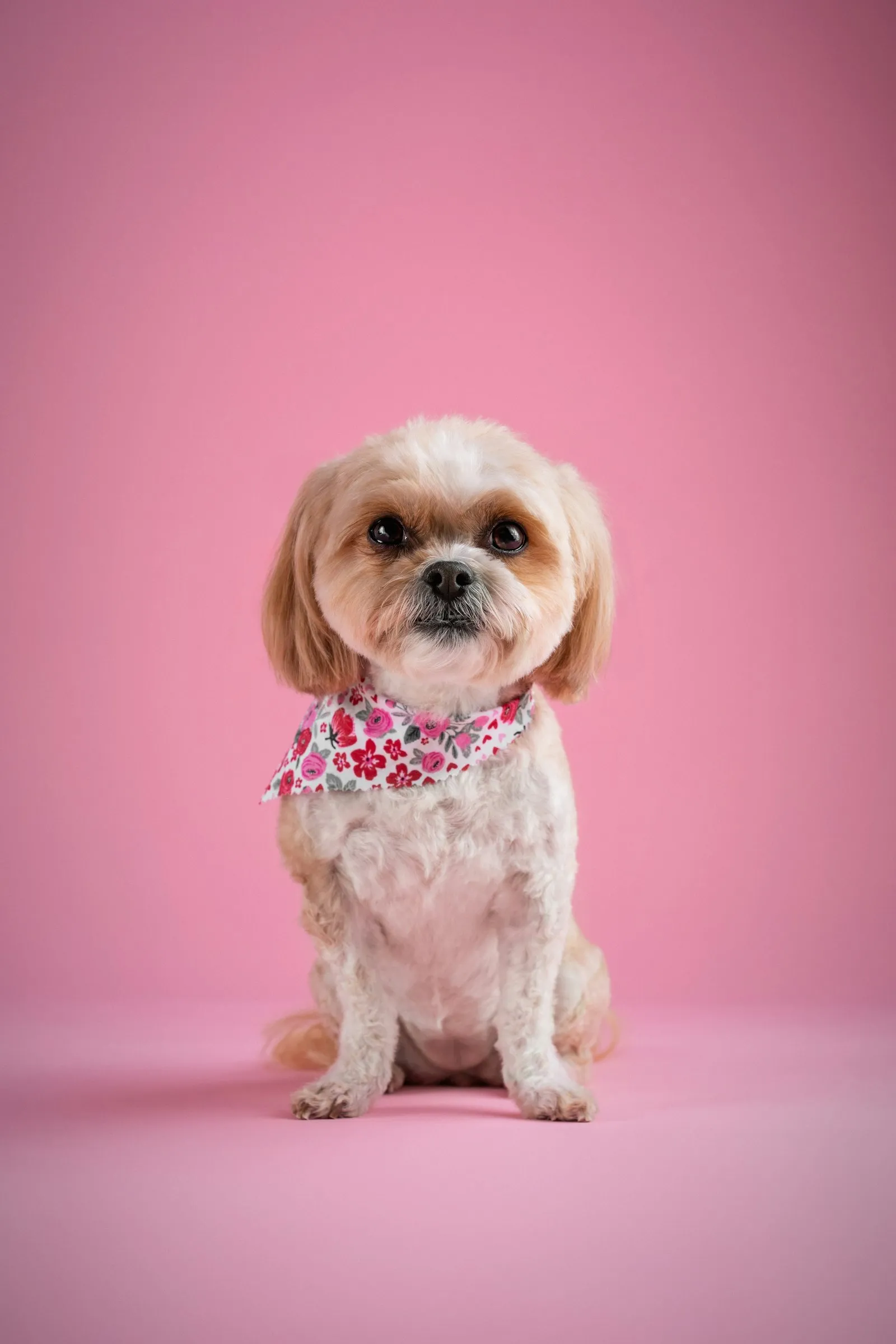Small dog in a floral bandana sitting on a pink backdrop