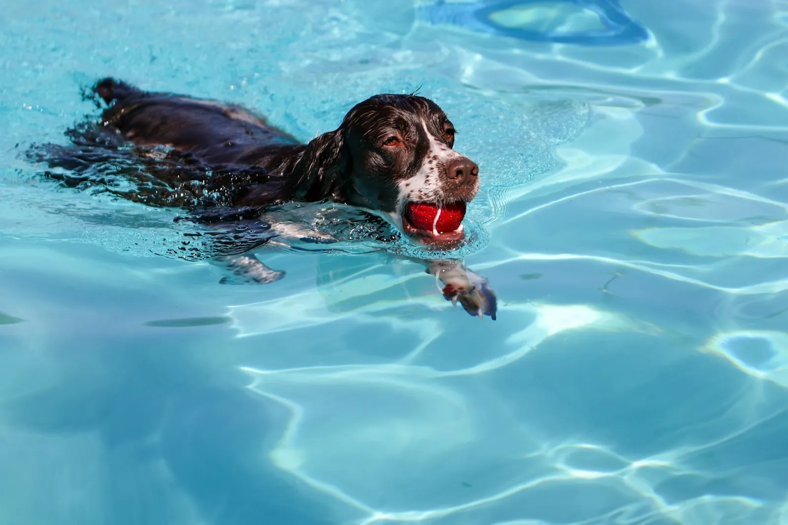 Dog swimming in a pool with a ball in its mouth