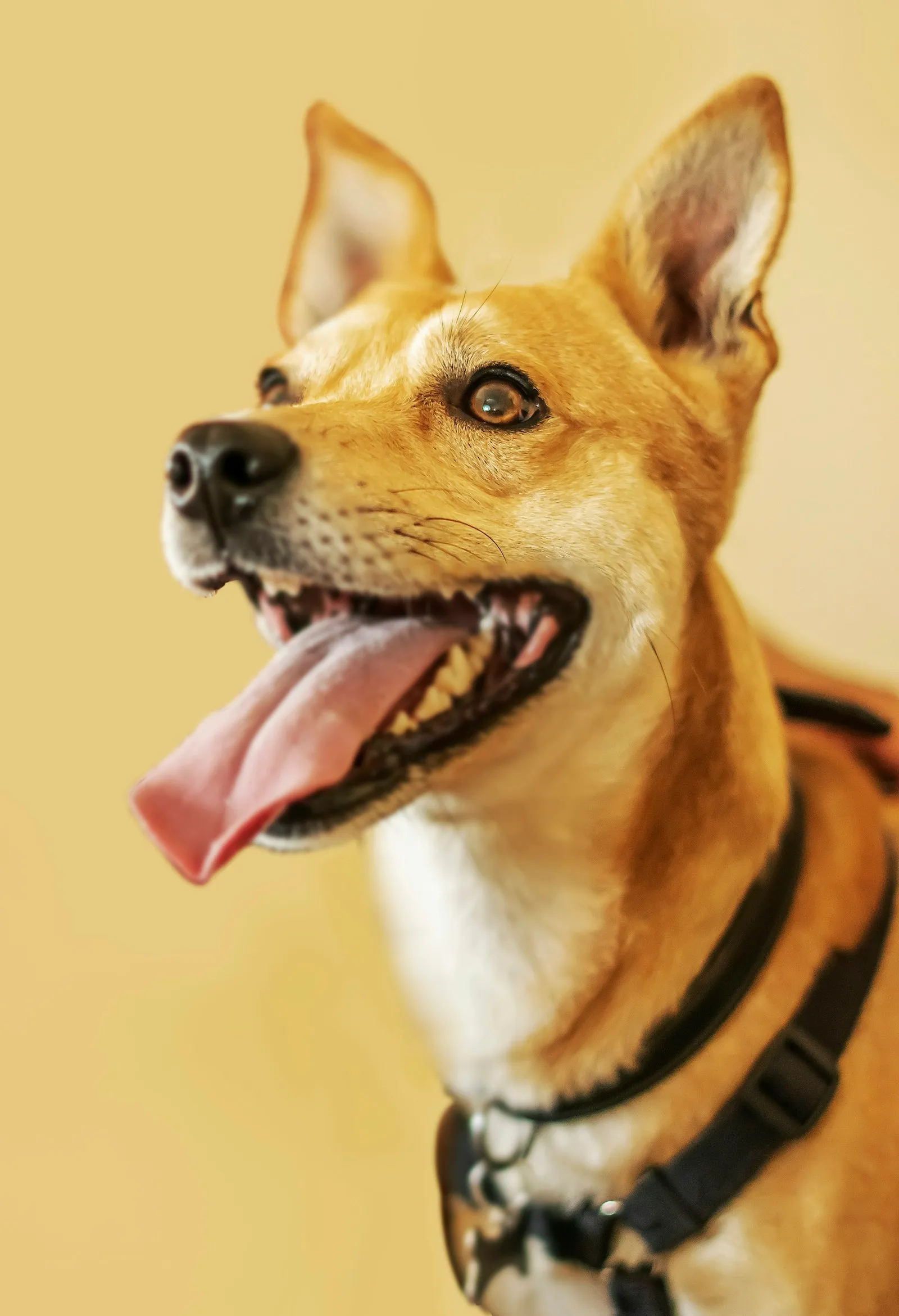 Happy dog with its tongue out against a yellow backdrop