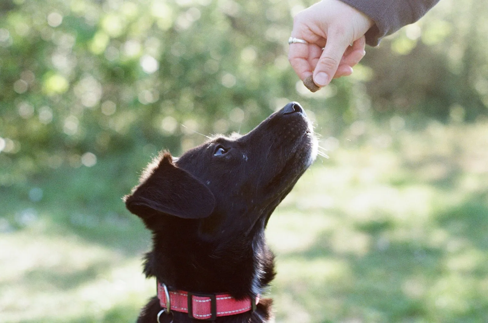 Black dog looking up at a treat in its trainer’s hand