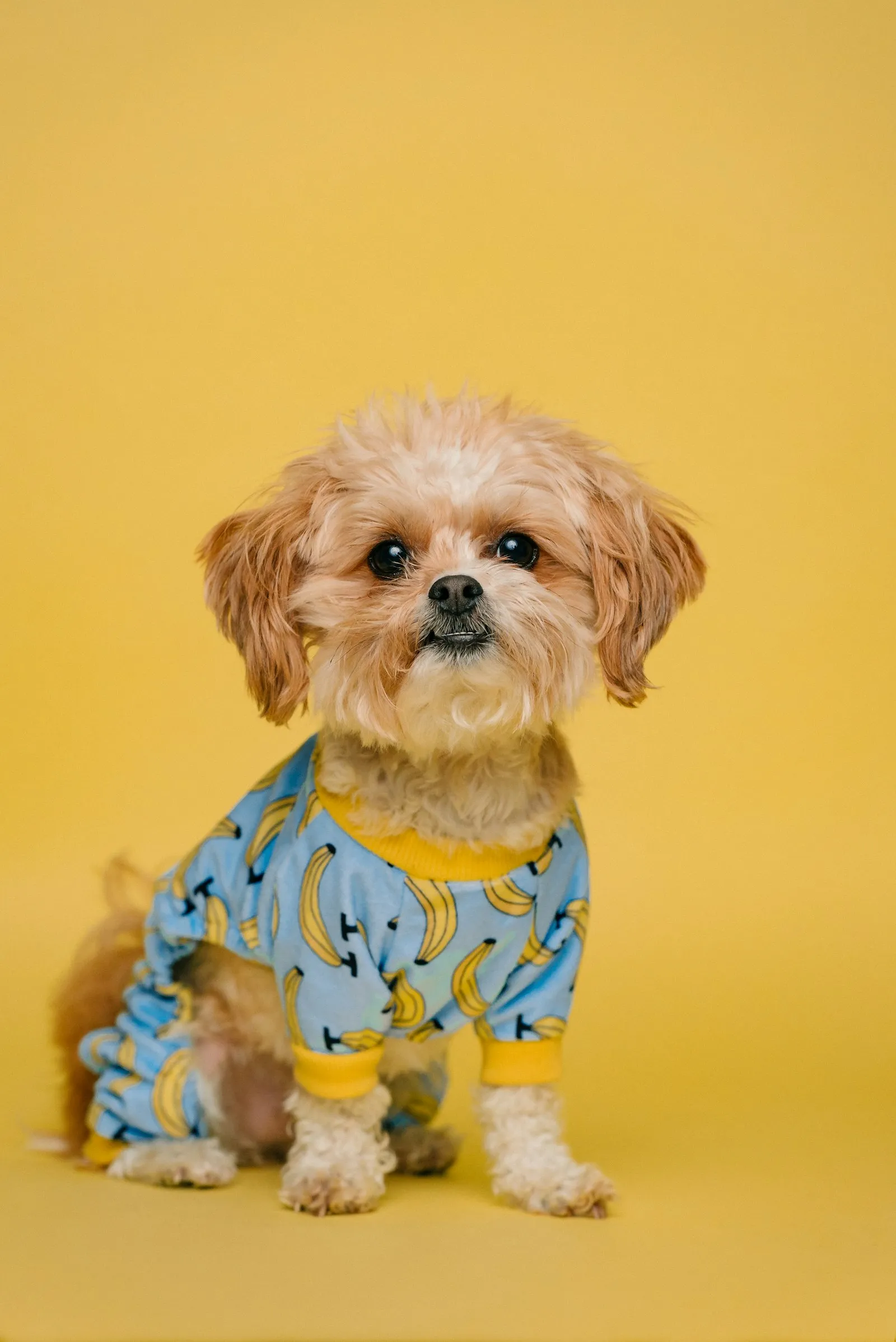 Small dog in banana print pyjamas on a yellow backdrop