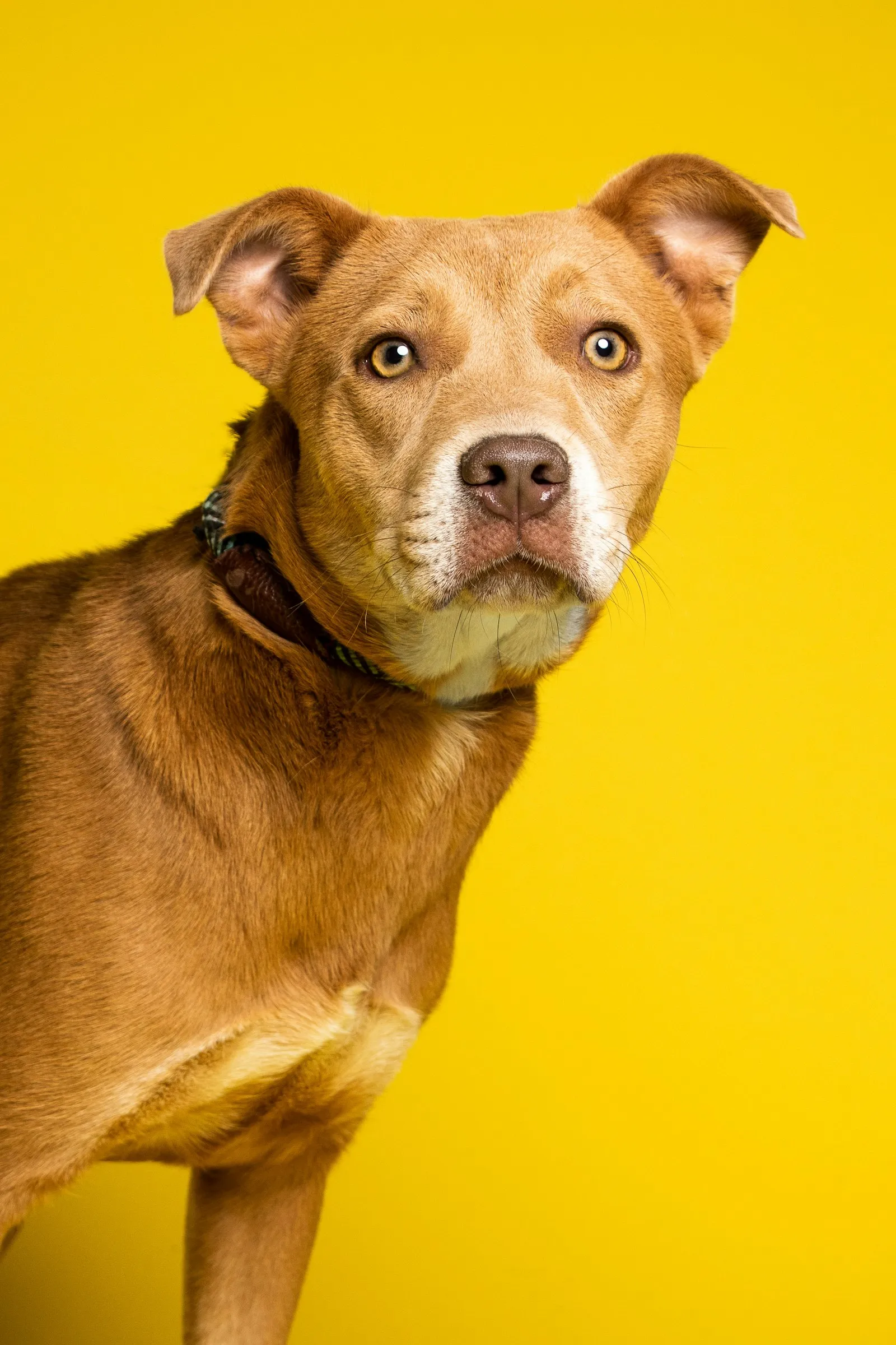 Dog looking at the camera against a yellow backdrop