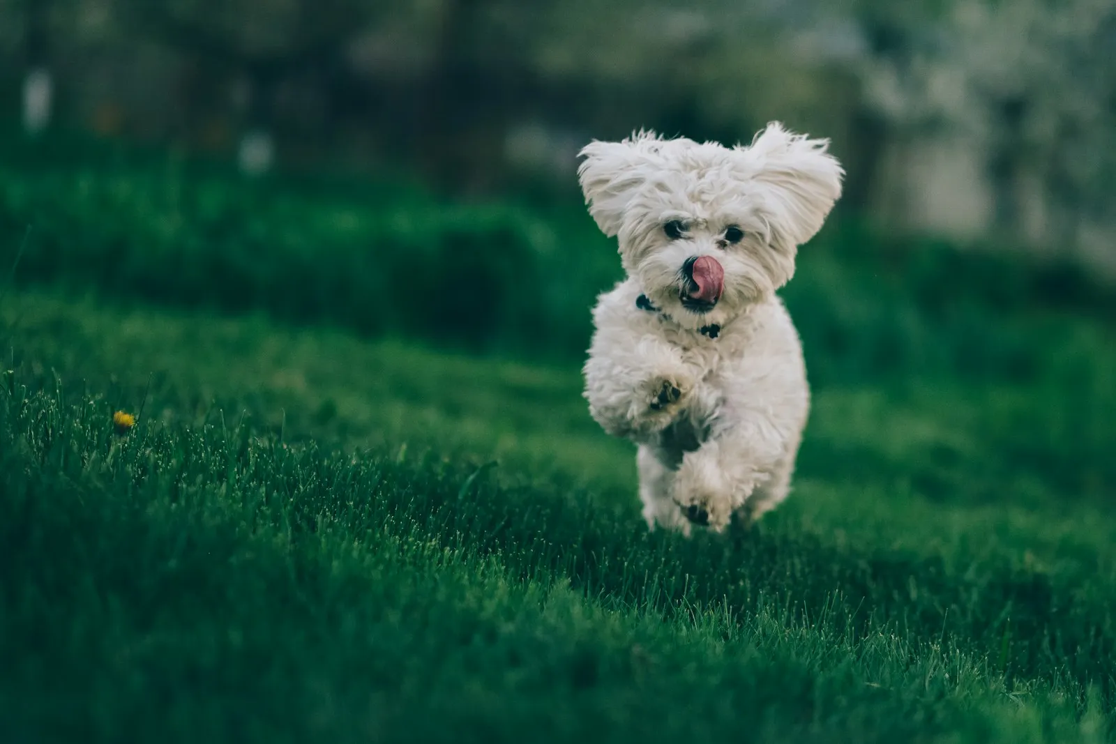 Fluffy white dog running towards the camera across grass