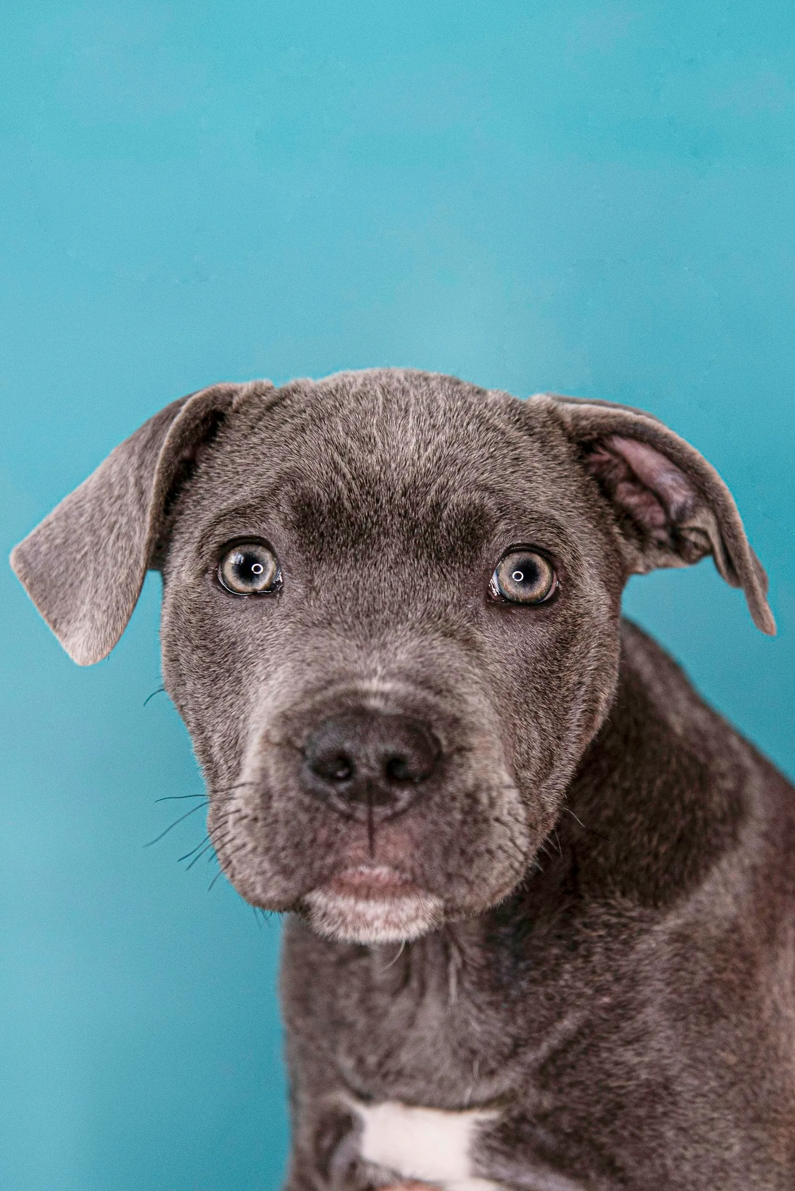Grey puppy looking up against a blue backdrop