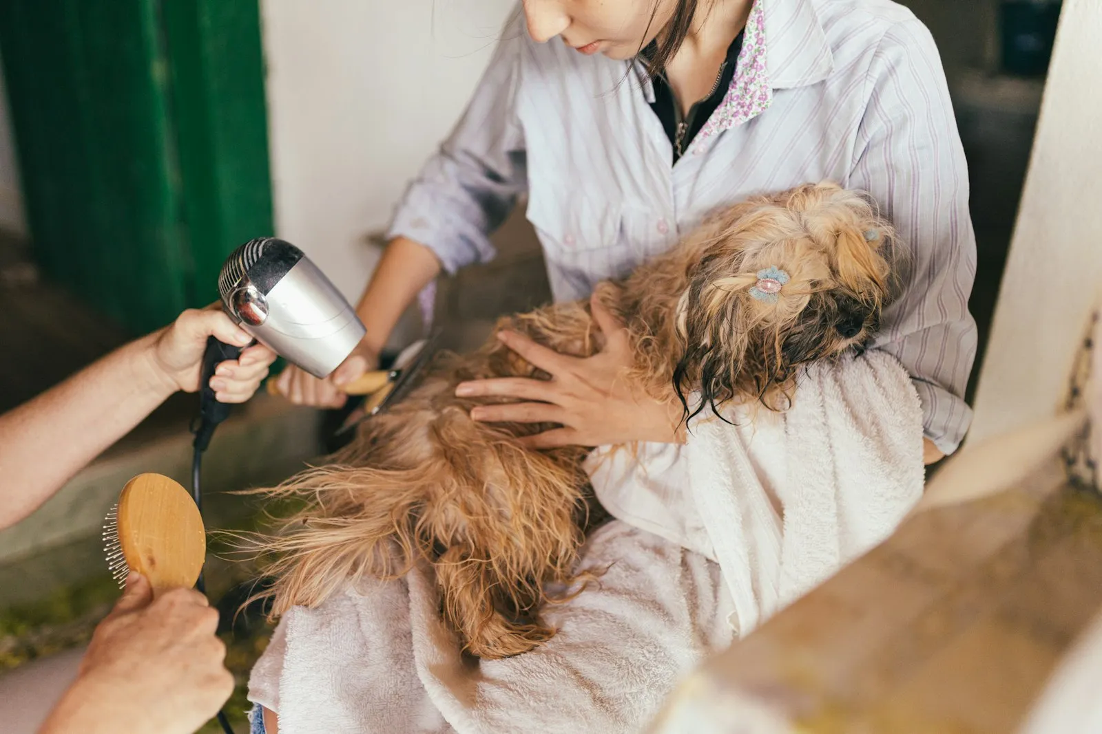 Groomer blow drying a long coated dog after a bath
