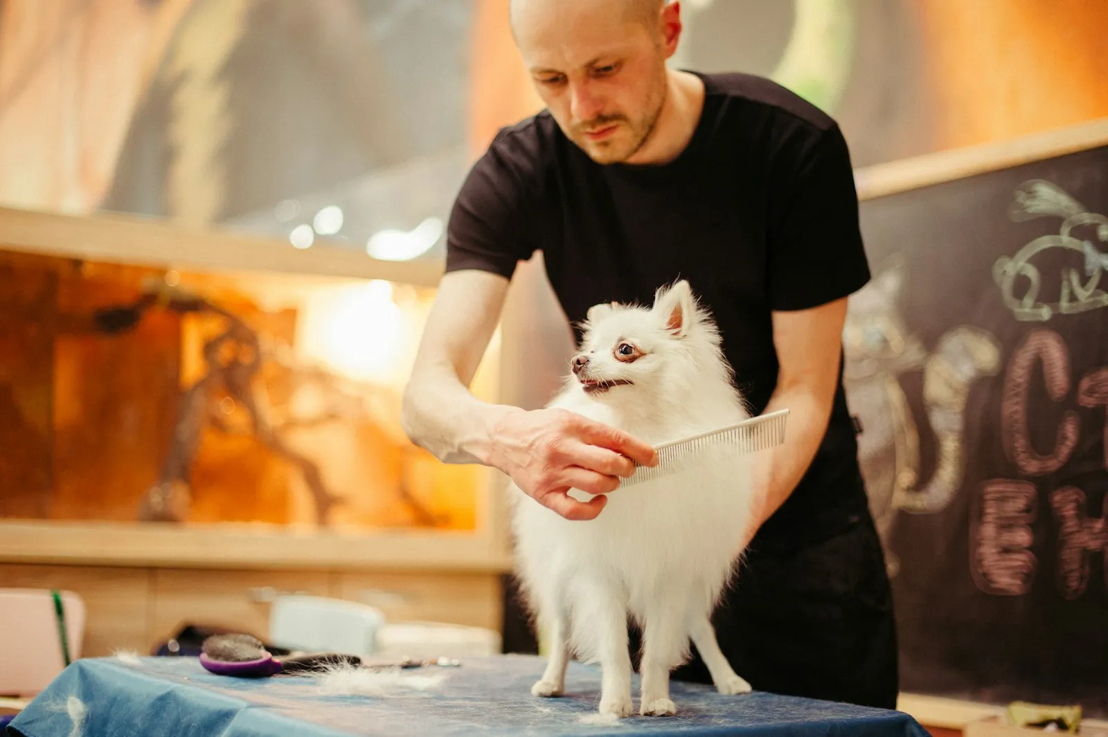 Dog groomer brushing a white Spitz on the grooming table