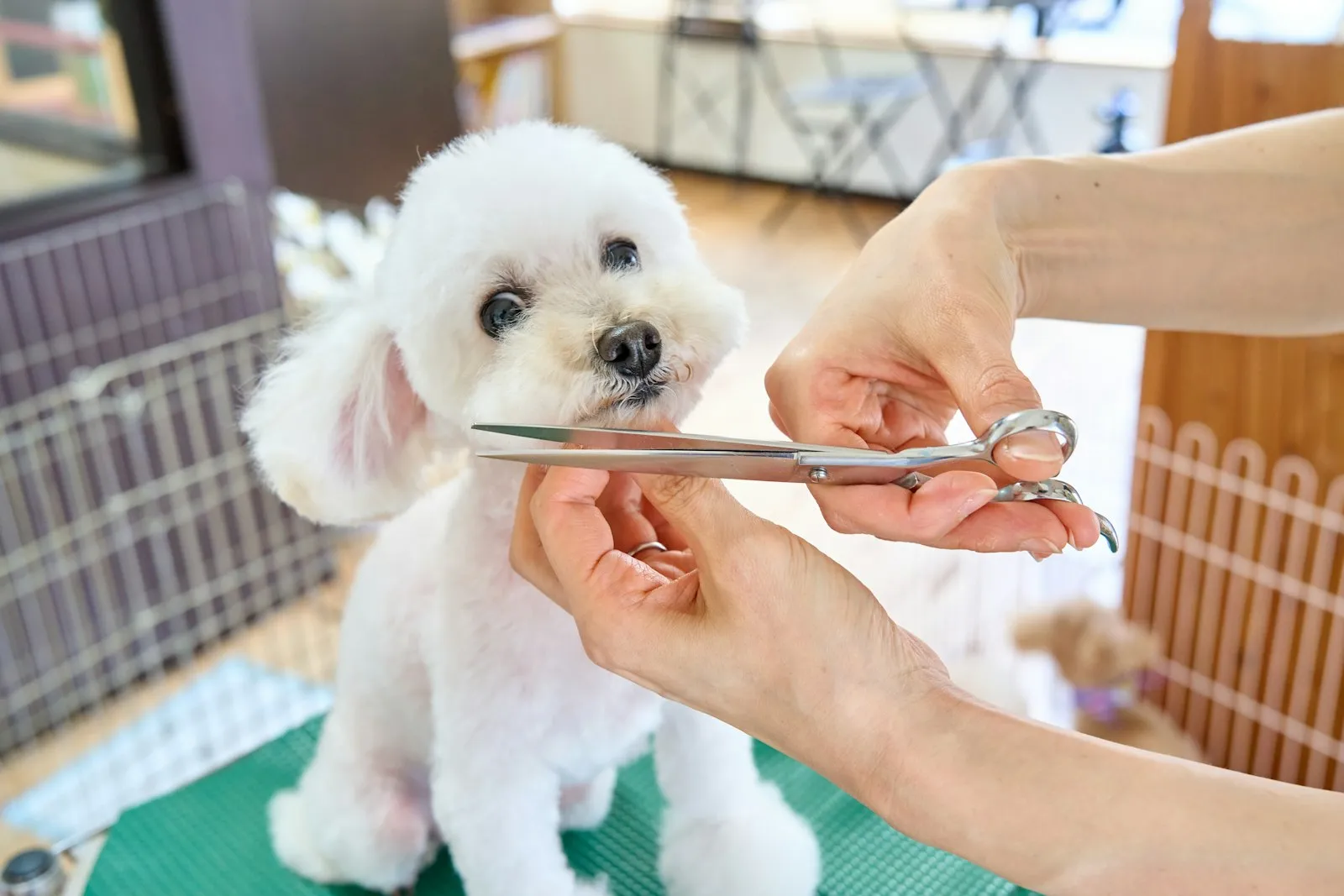 Groomer scissoring a white Poodle mid-groom