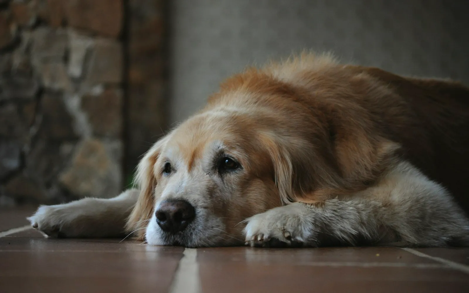 Older Golden Retriever resting on the floor