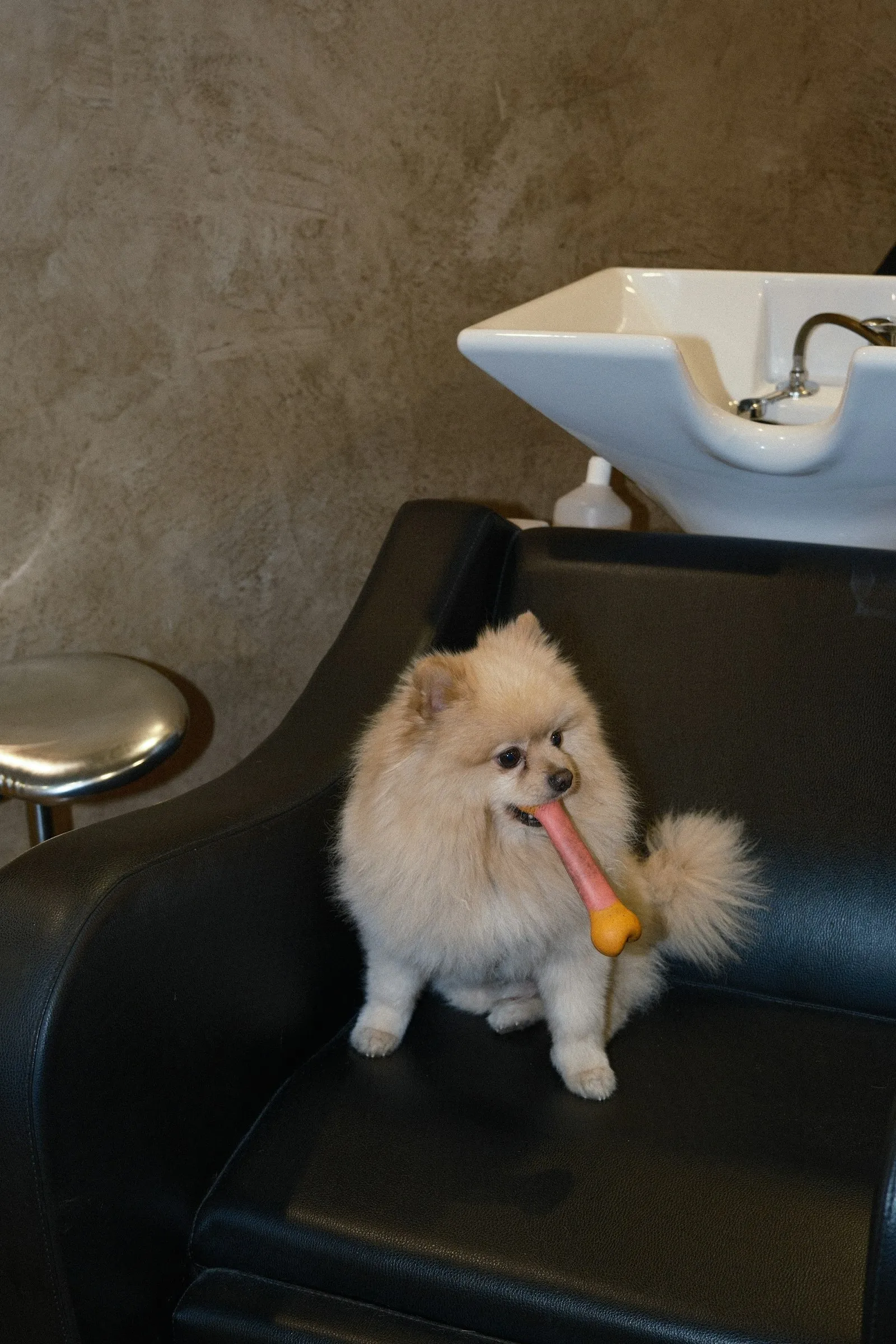 Pomeranian waiting on a salon chair with a toy bone