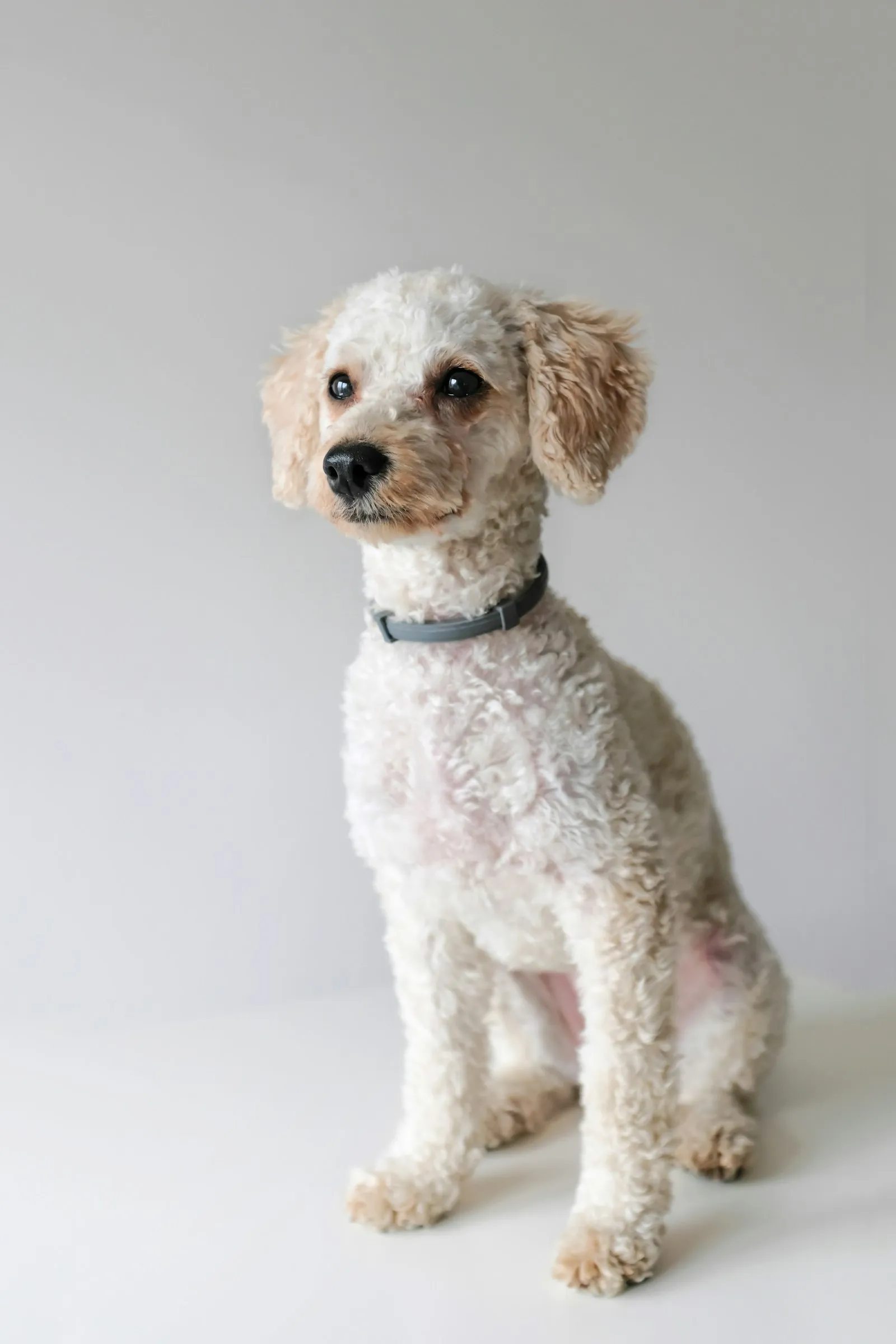 Toy Poodle with a neat groom against a white backdrop