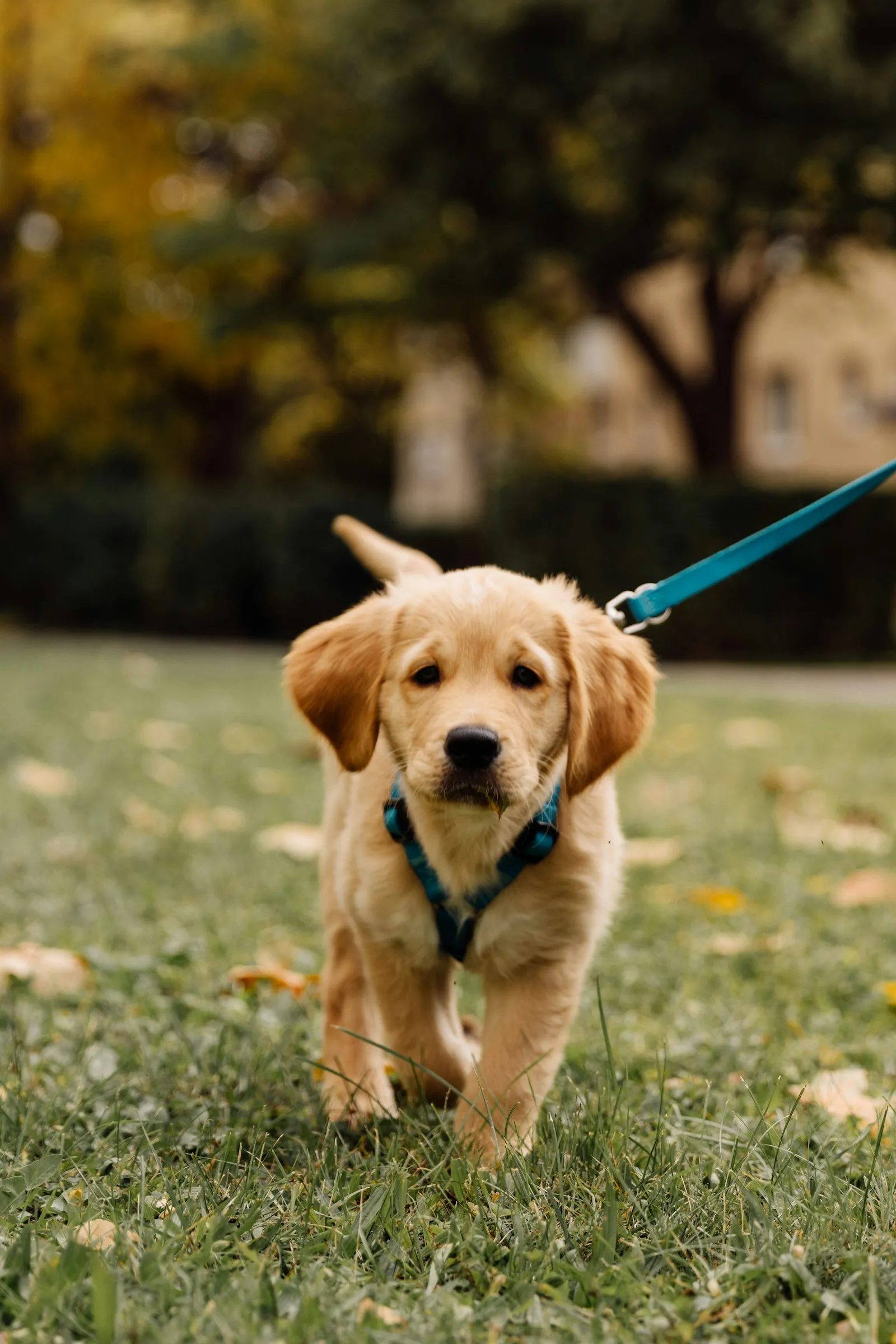 Golden Retriever puppy walking on a lead