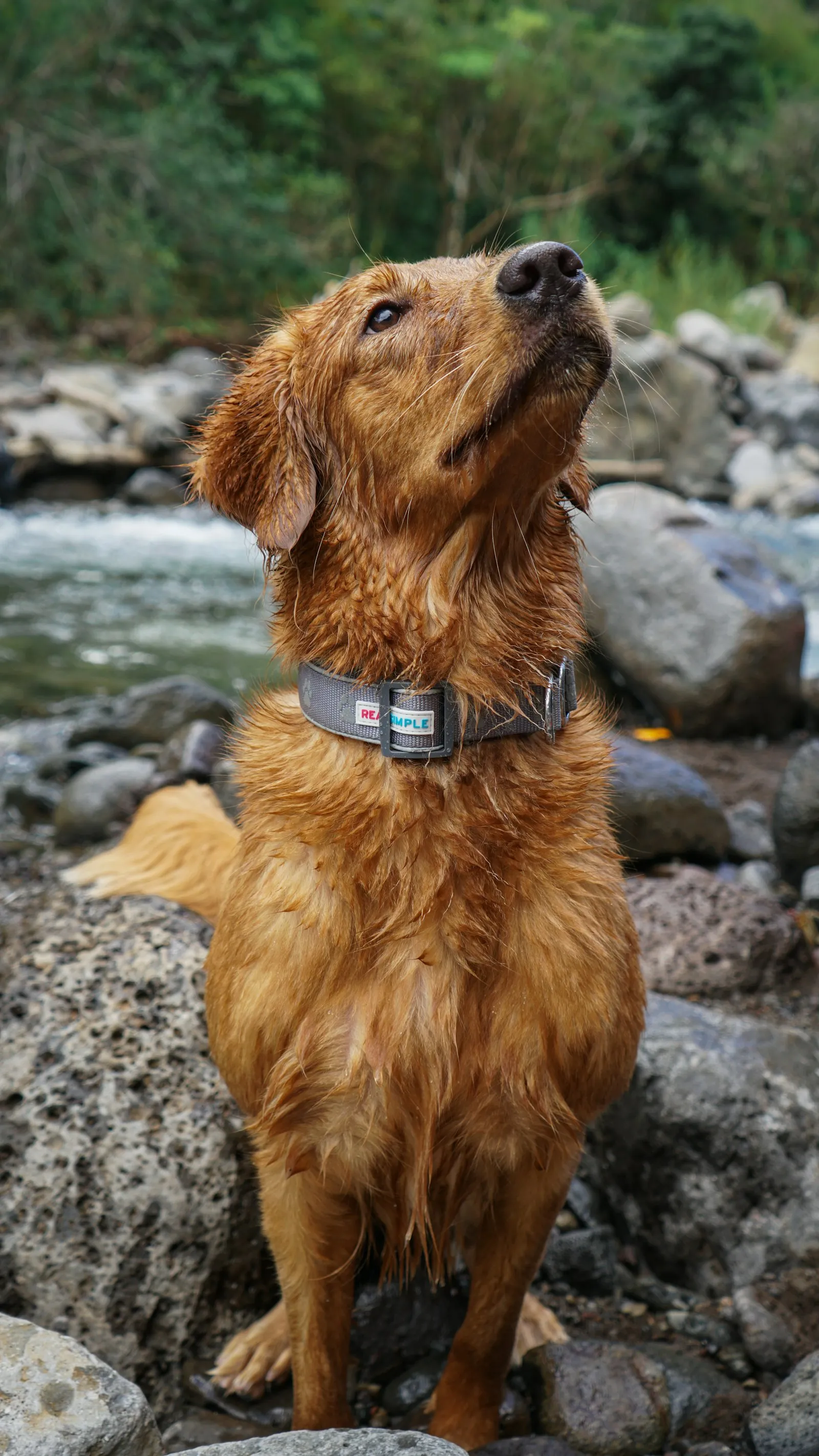Wet, happy Golden Retriever sitting by a river after a walk